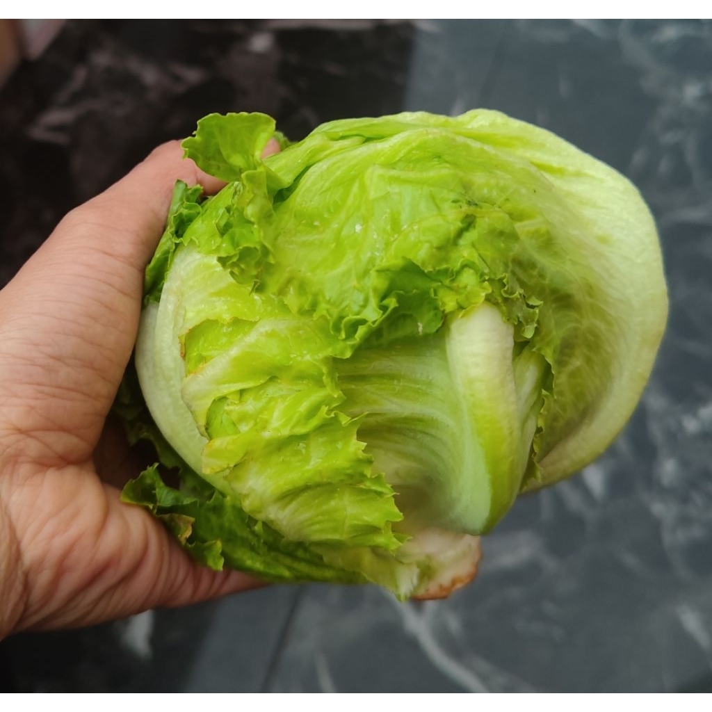 lettuce segar