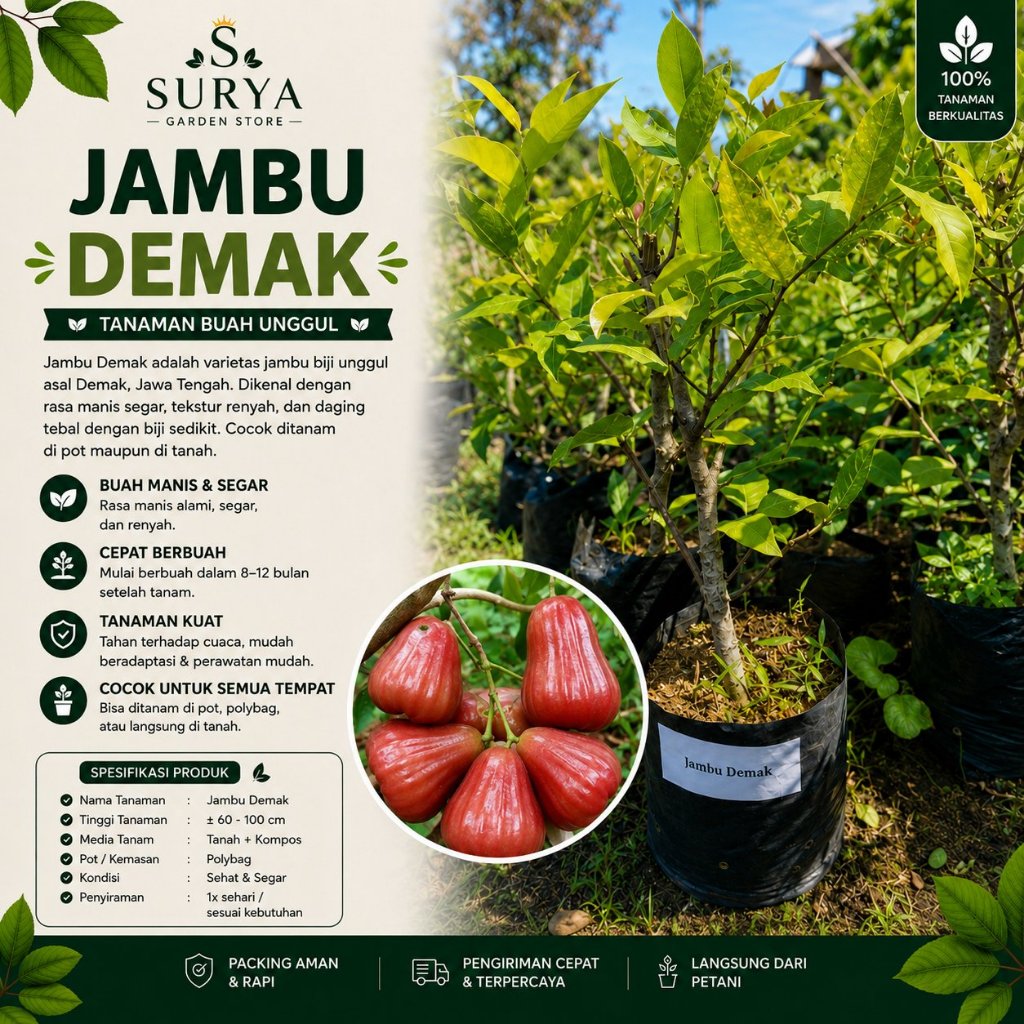 Bibit Jambu Air Bibit Jambu Demak Asli