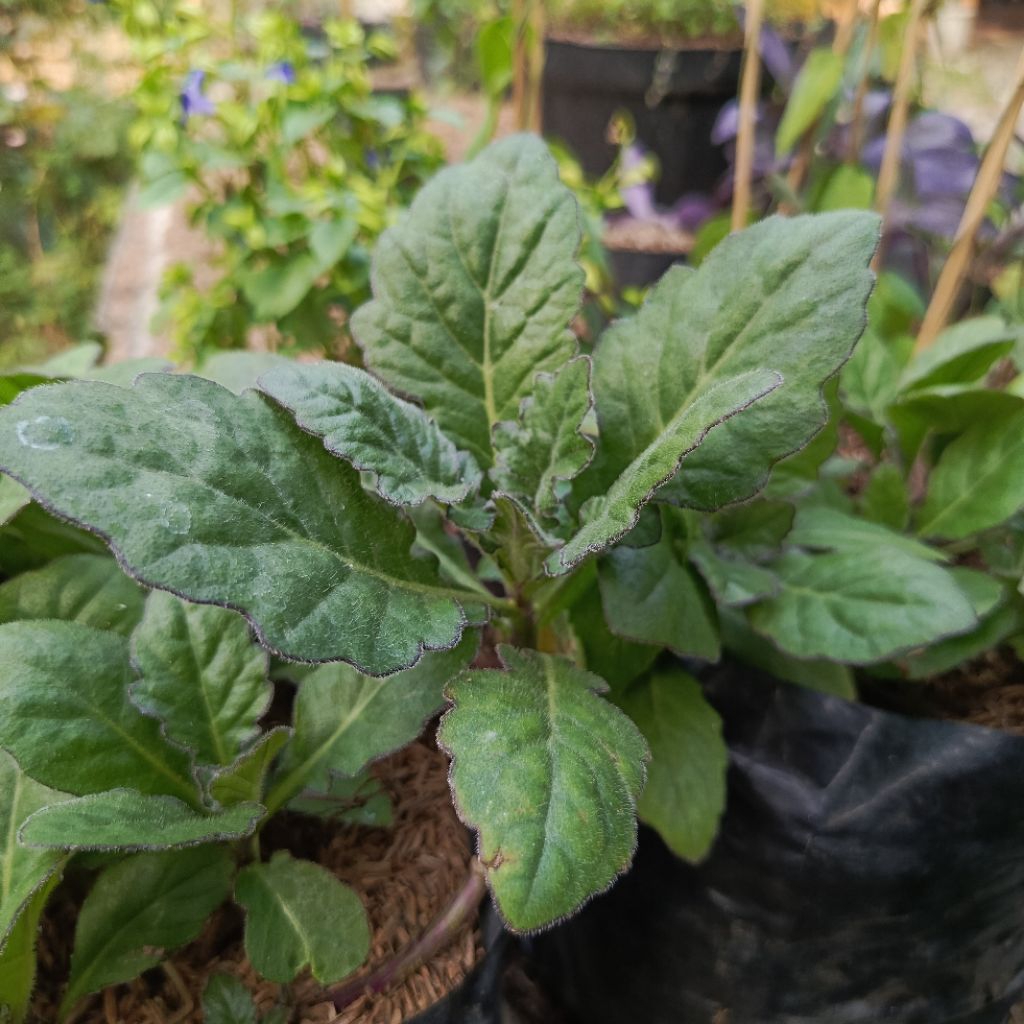 Bibit Tanaman Dewa Tanaman Herbal Daun Dewa