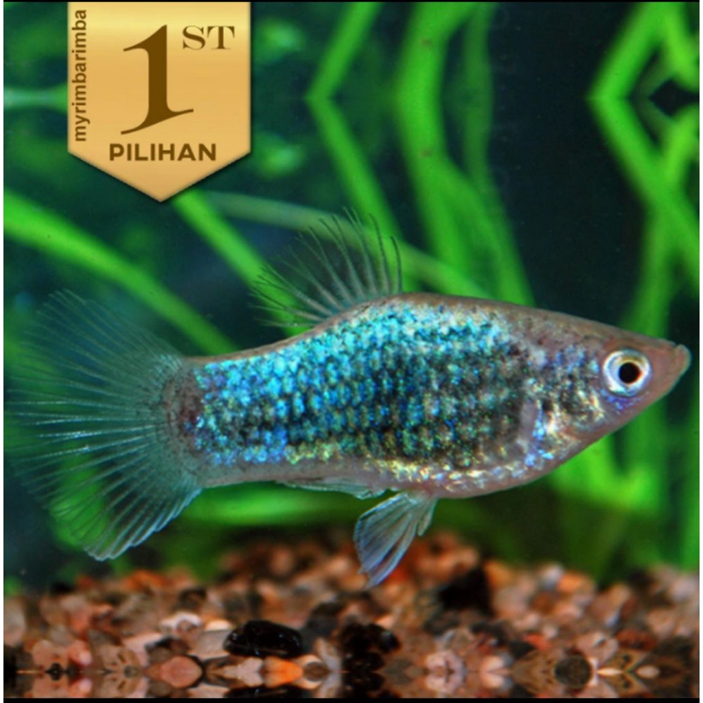 Blue Metalic Platy Ikan Hias Aquascape Hiasan Aquarium Tanaman Air -