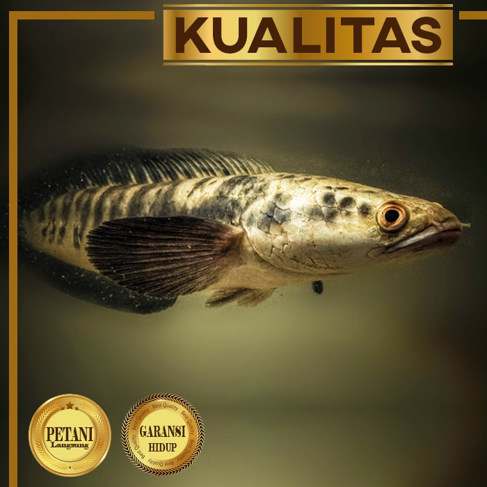Channa Striata Ikan Hias Predator Gabus Hiasan Aquarium Aquascape Tanaman Air Kolam