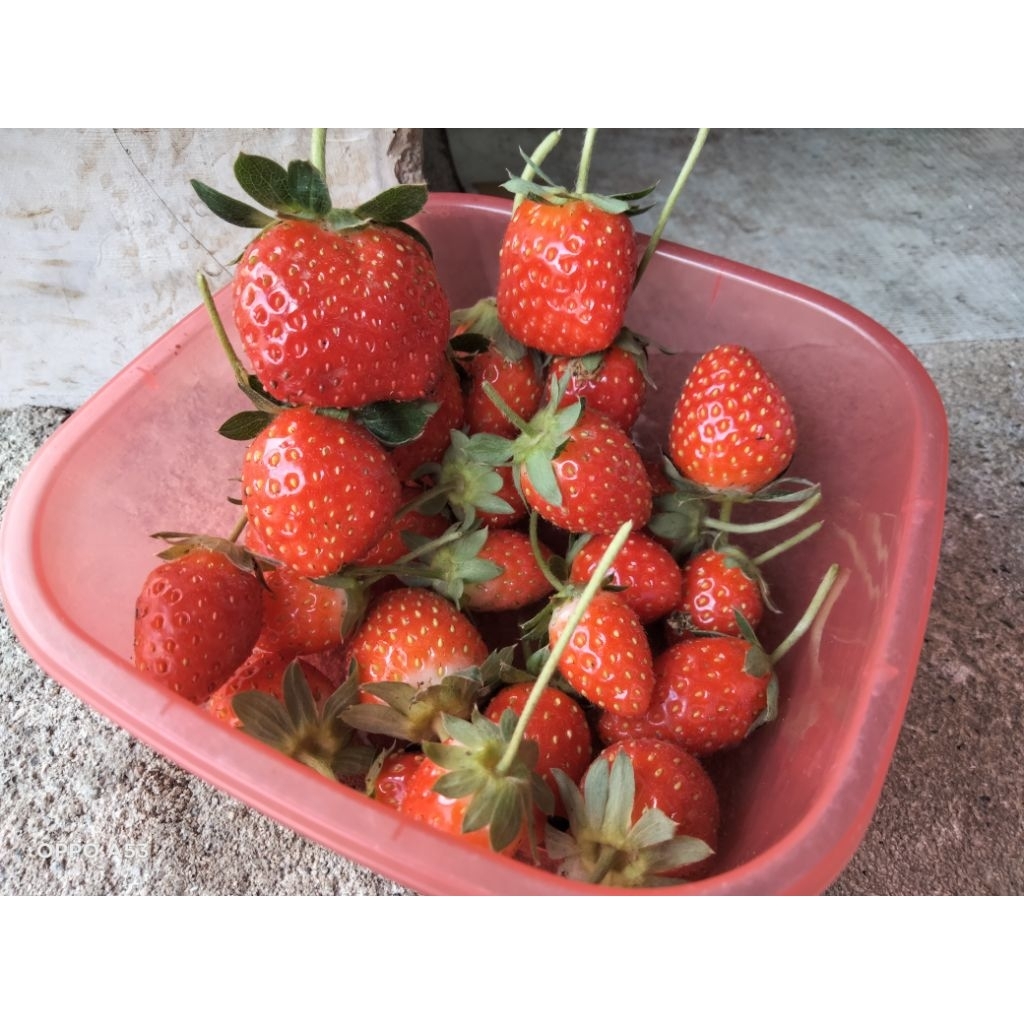 Bibit Strawberry (Korea)