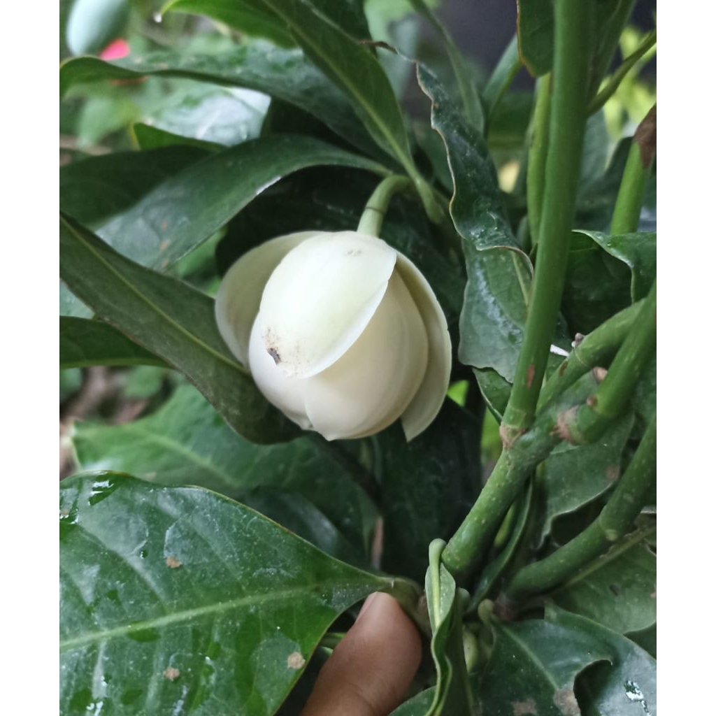Magnolia Coconut / Cempaka Telur