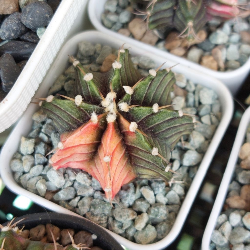 Kaktus Gymno Gymnocalycium LB Miha Single Spine 1 Set Pot Kaktus Cantik
