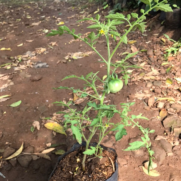 bibit pohon tomat cherry | tomat sayur | tomat cherry
