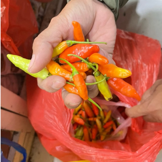 SAYUR PEGUNUNGAN - Cabe Rawit Merah Murah Premium Cocok Untuk Masakan Anda