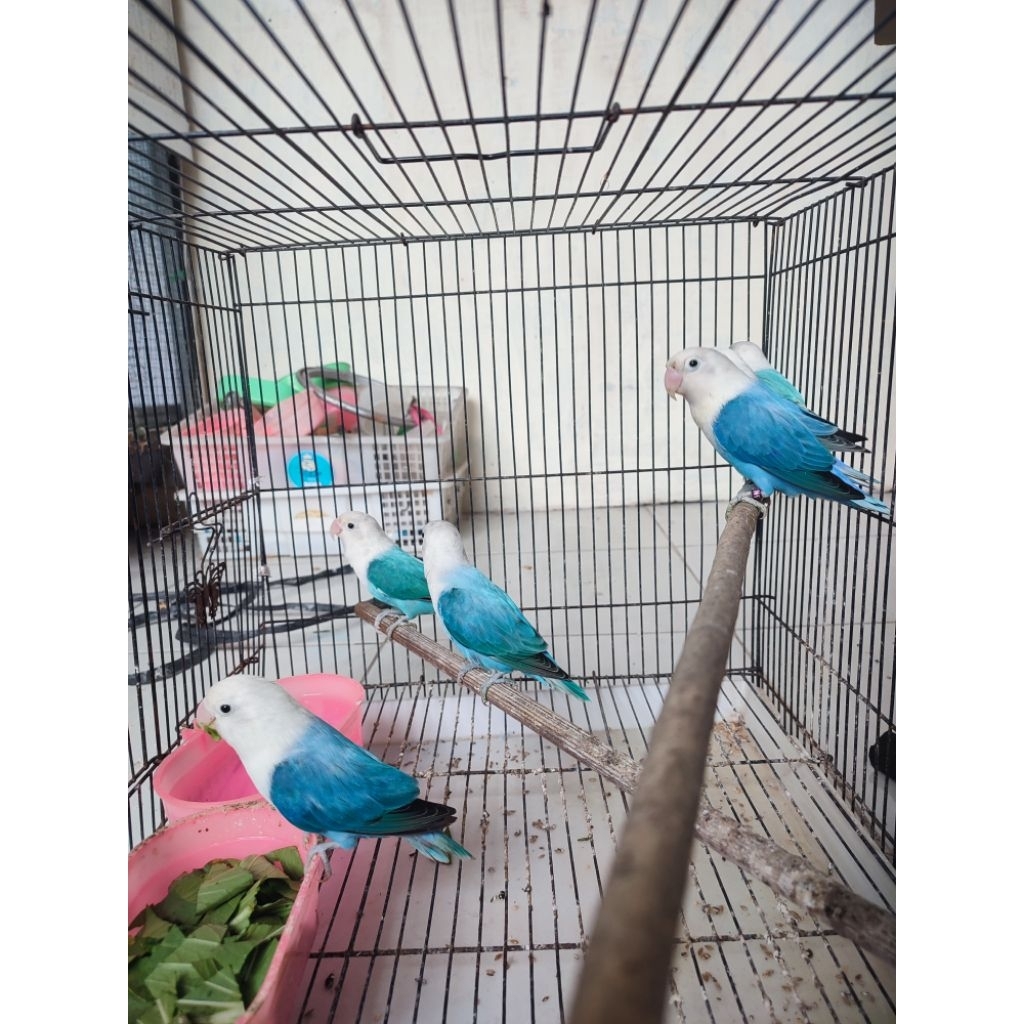 lovebird biola blue cantik
