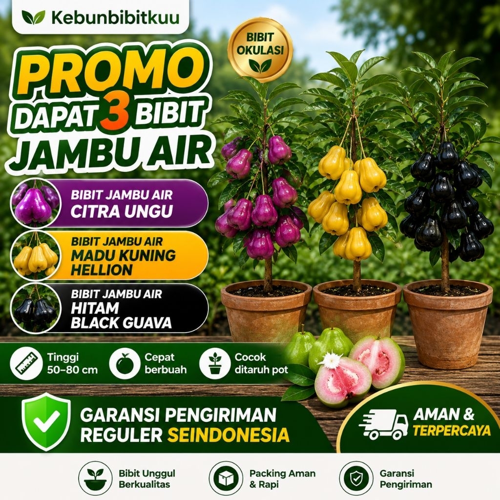 PROMO Paket 3 Bibit Jambu Air Madu Kuning, Jambu Air Citra Ungu, Jambu Air Hitam Black Guava Super
