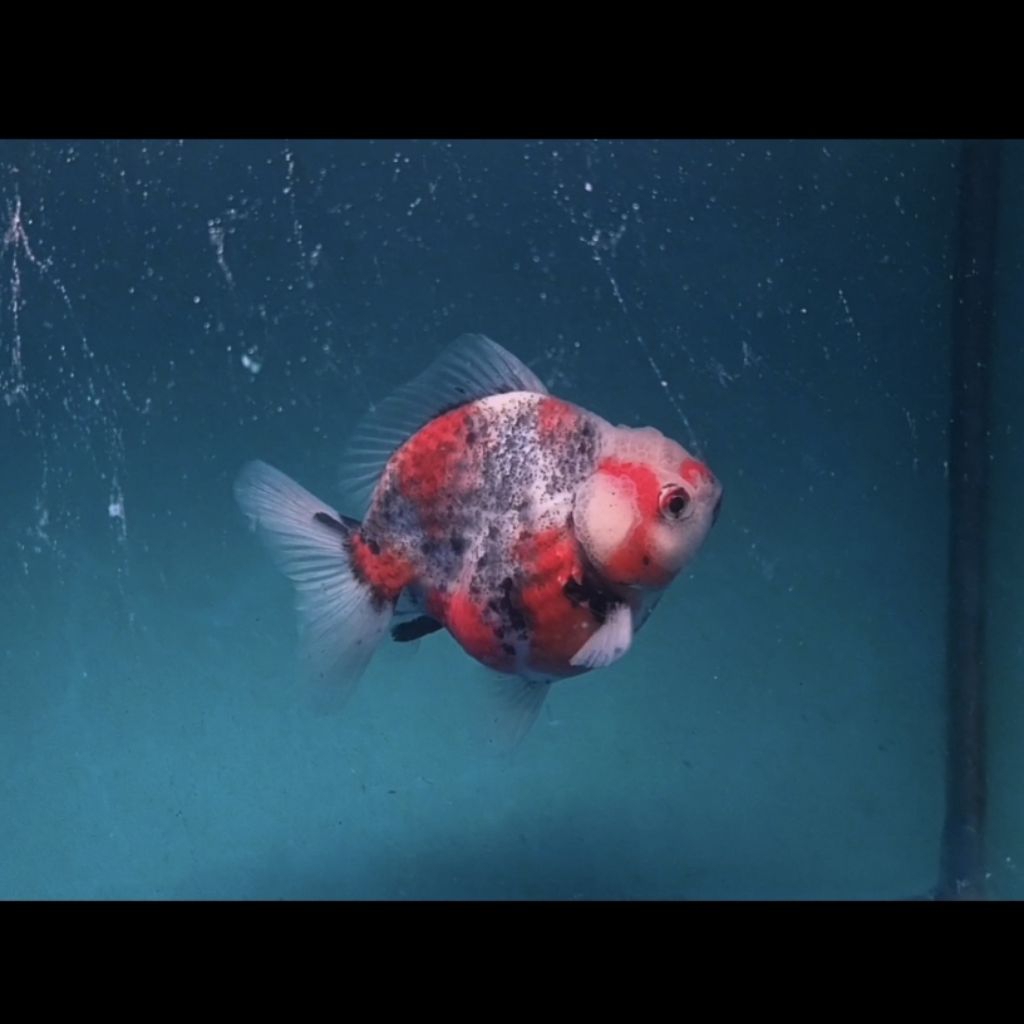 Ikan Hias, Ikan Koki Oranda, Goldfish