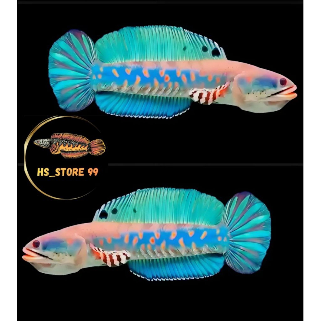 ( Garansi 100%  ) Blue Pulchra 10-12 cm Bahan progres terbaik