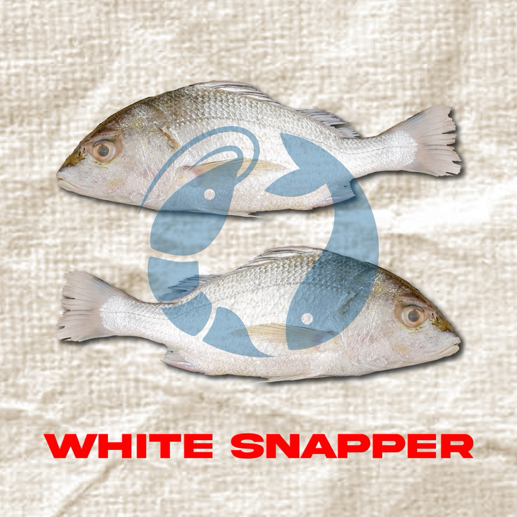 Baramundi/Kakap Putih/White Snaper Fresh Frozen