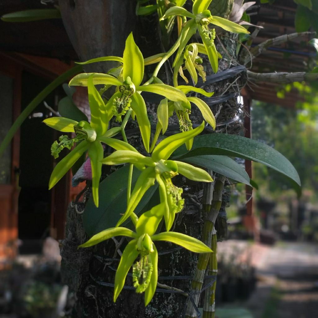 Tanaman Anggrek hitam kalimantan