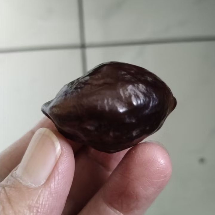 Kemiri Adu Muncang Adu LK Malangbong Urgen Mewah Size Jumbo