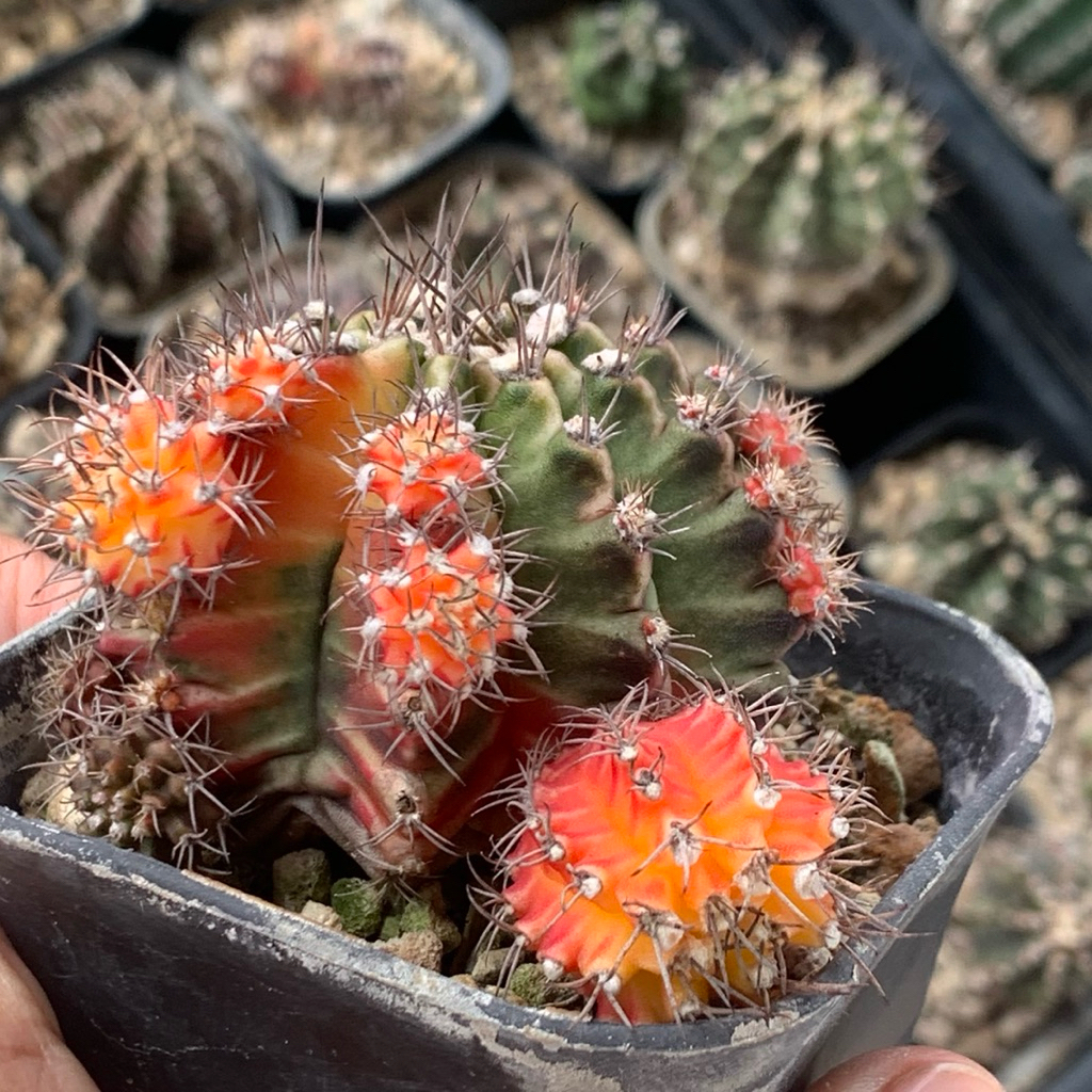 p81 gymnocalycium id thailand lb hybrid miha hybrid variegata varigata kaktus var kaktus tanaman hia