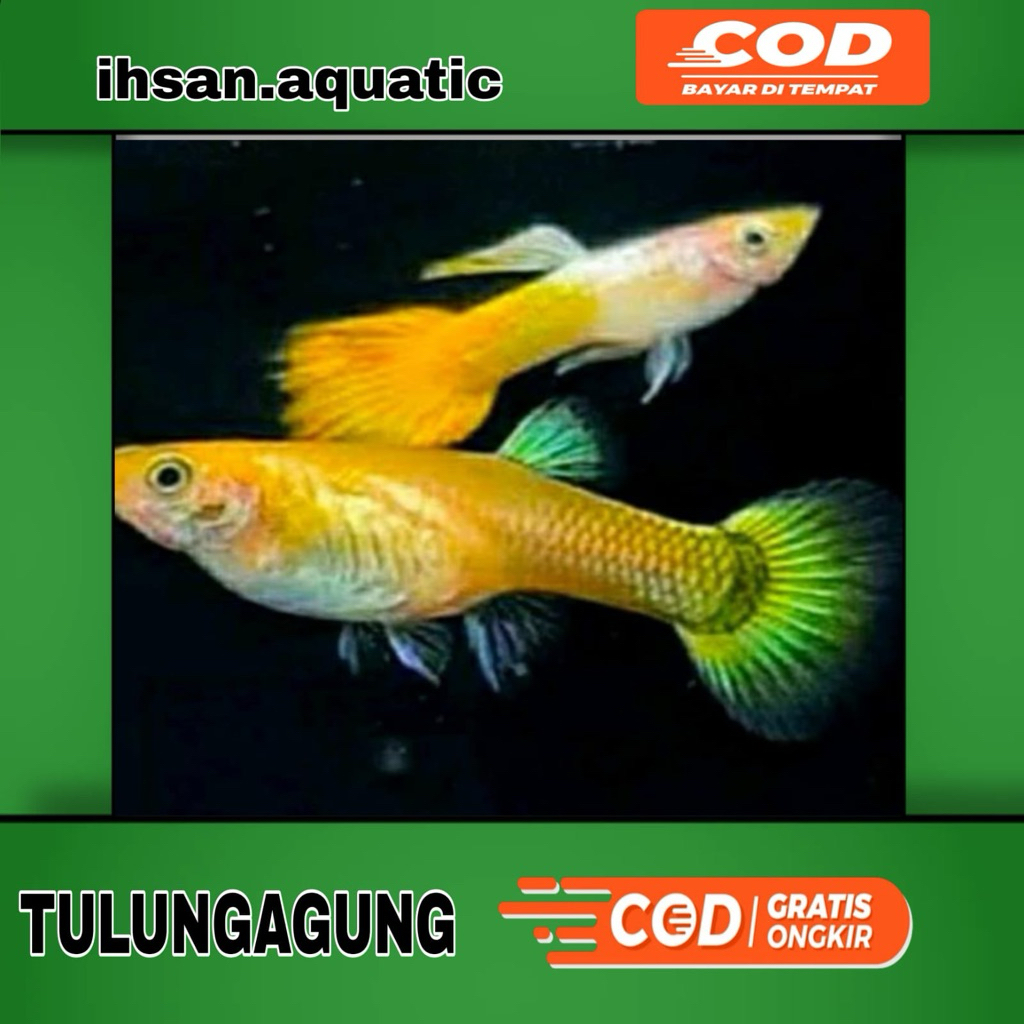 yellow micarif guppy hiasan aquarium warna kuning yellow sepasang