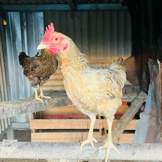 Ayam Kampung hidup sehat betina dan jantan