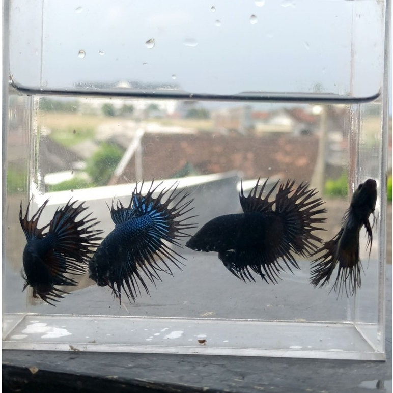 IKAN CUPANG CT ORCHID