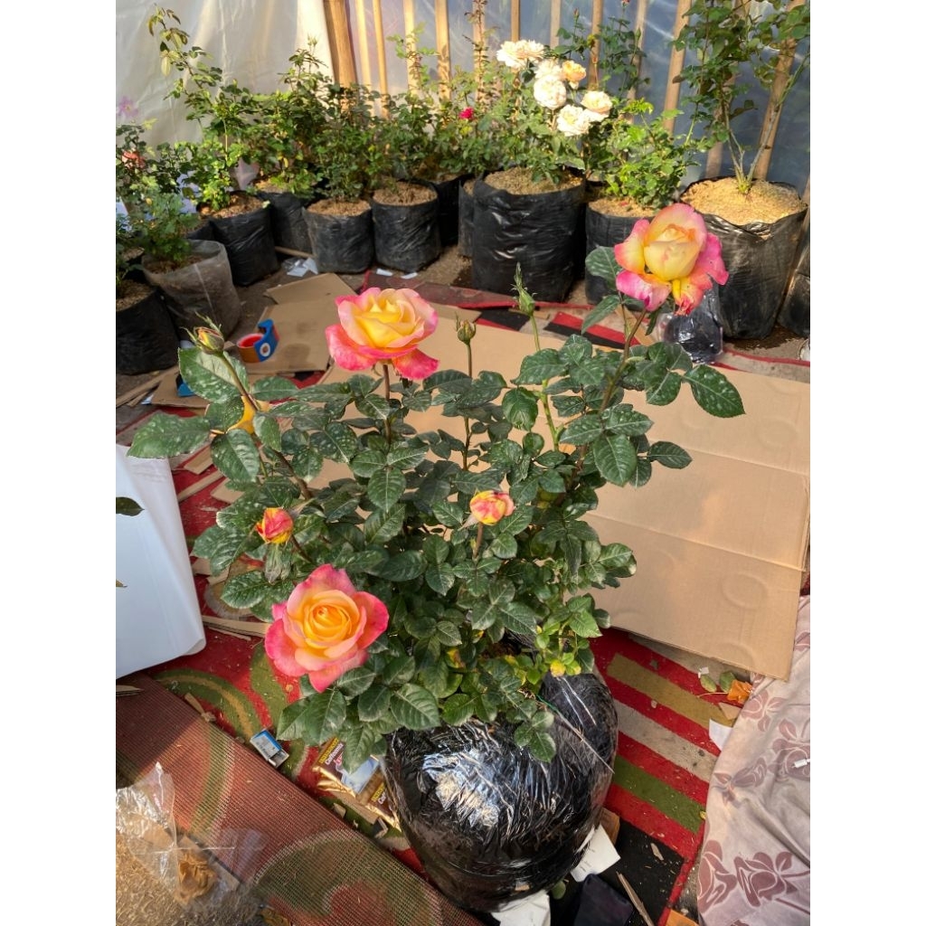 Tanaman hias mawar import summer of love - 12KG