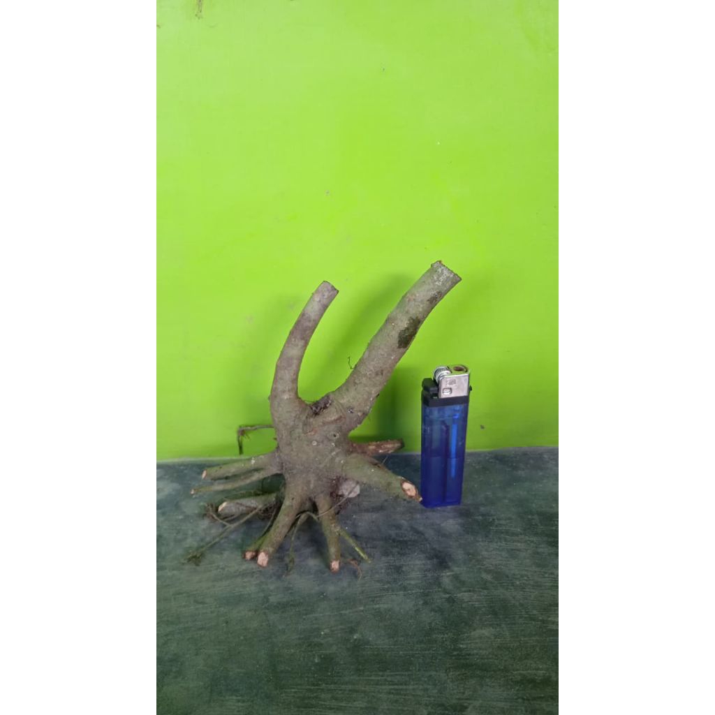 Bahan bonsai dongkelan bunut
