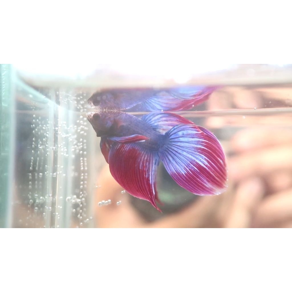 ikan cupang hias veiltail mascot