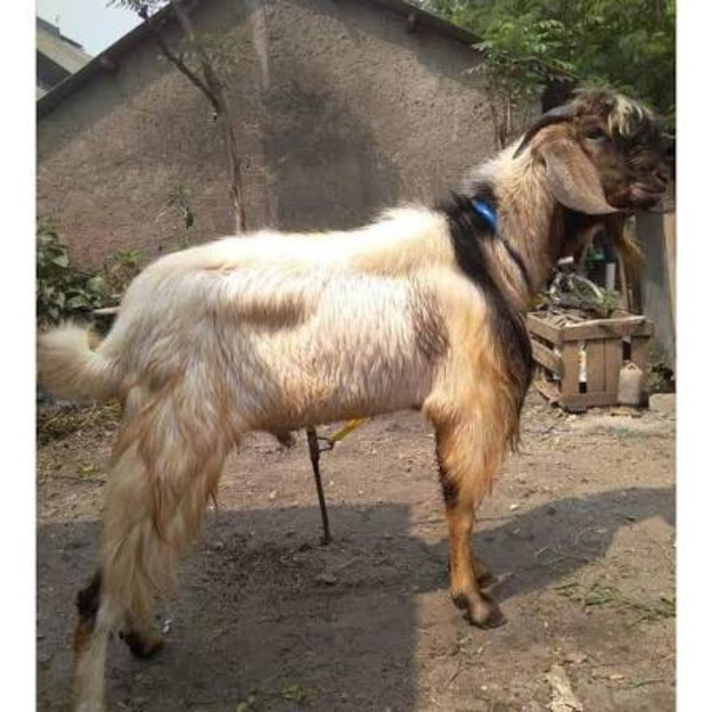 kambing Jawa randu