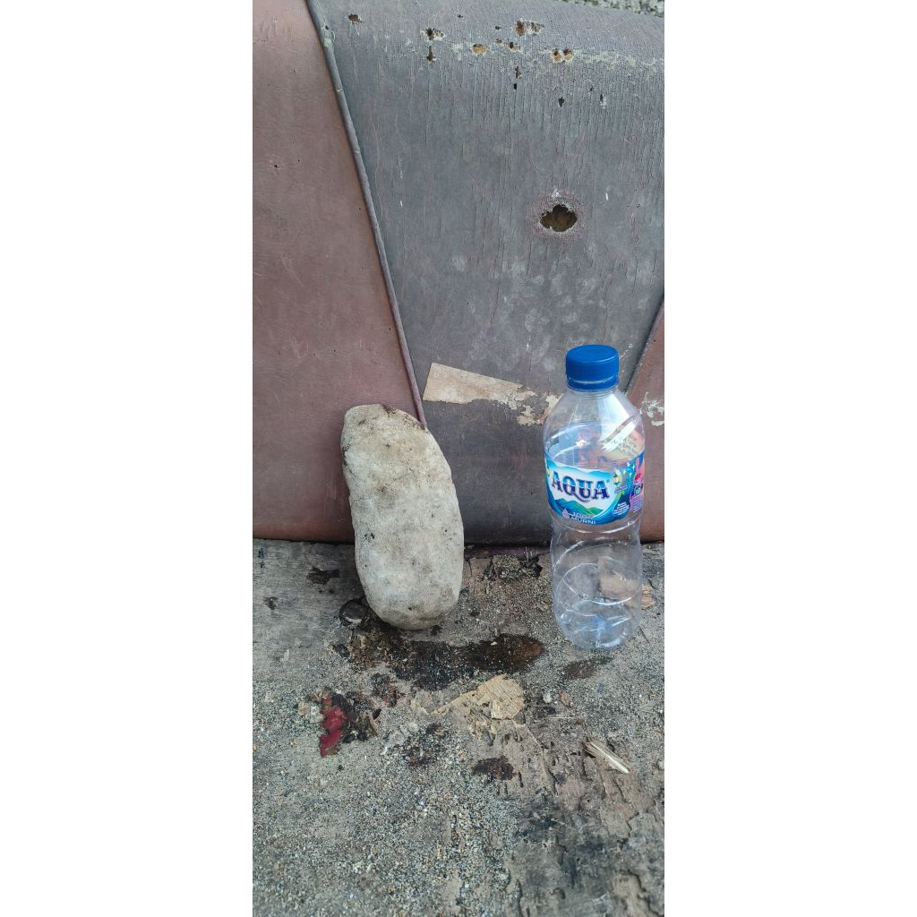 batu karang laut