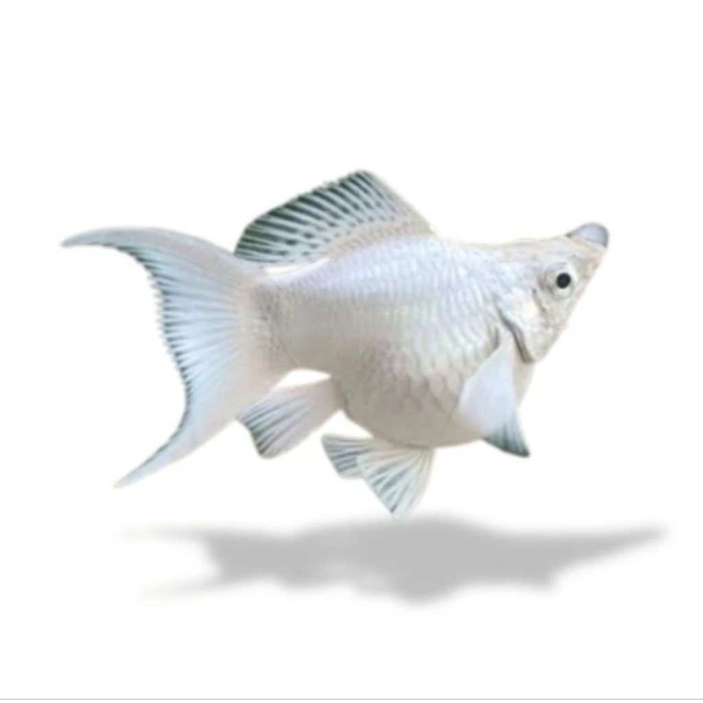 IKAN HIAS AQUASCAPE MOLLY MOLI BALLOON BALON CAWANG PLATINUM LYRETAIL BLACK EYES