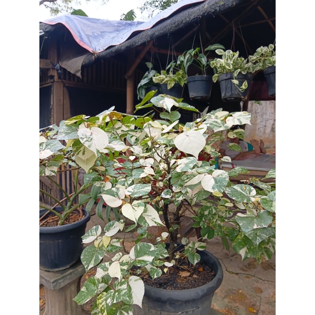 Waru Variegata Dolar Variegata