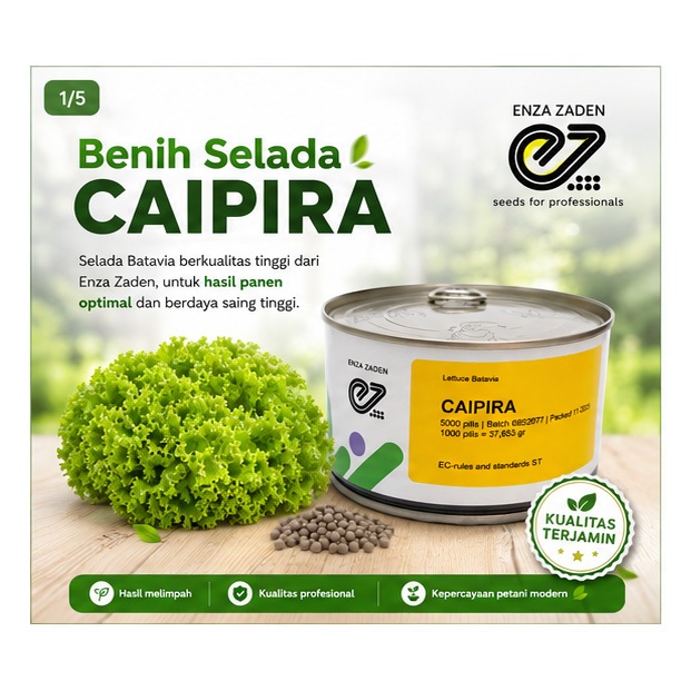 Benih Selada Caipira - Lettuce Batavia Caipira 5000 pills