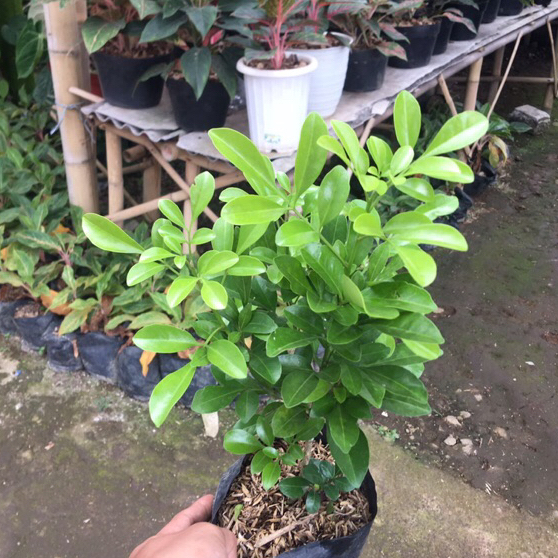 bubit tanaman pacar cina/culan