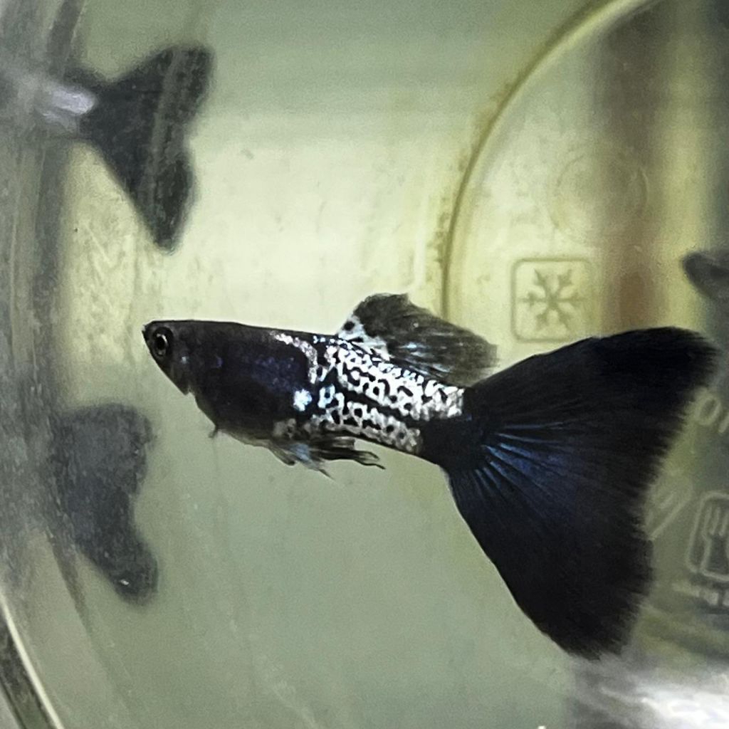 guppy mssbt
