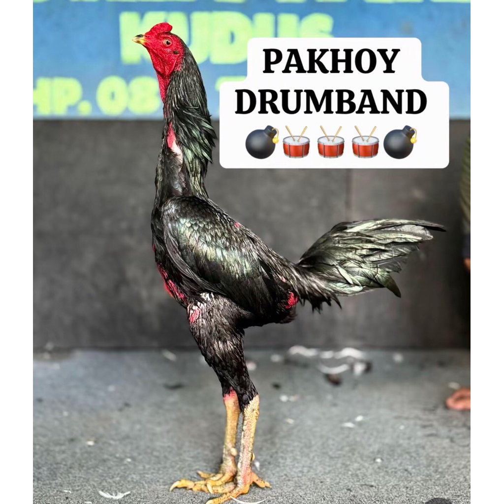 Pakhoy Drumband Ori Telur fertil Untuk ditetaskan