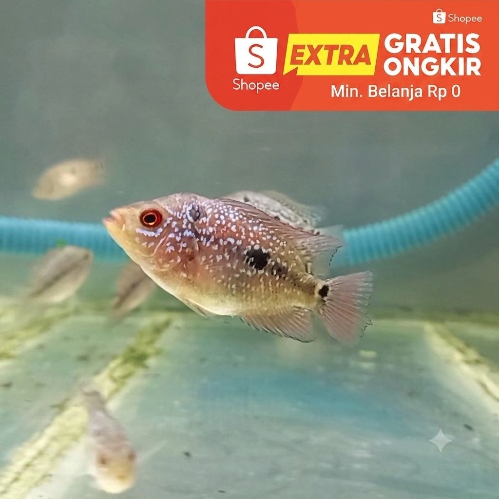 Anakan Ikan Louhan Kamfa / Srirejeki Prospek Jenong Bakat Mutiara Size 3-4 cm - Bibit Louhan Super B