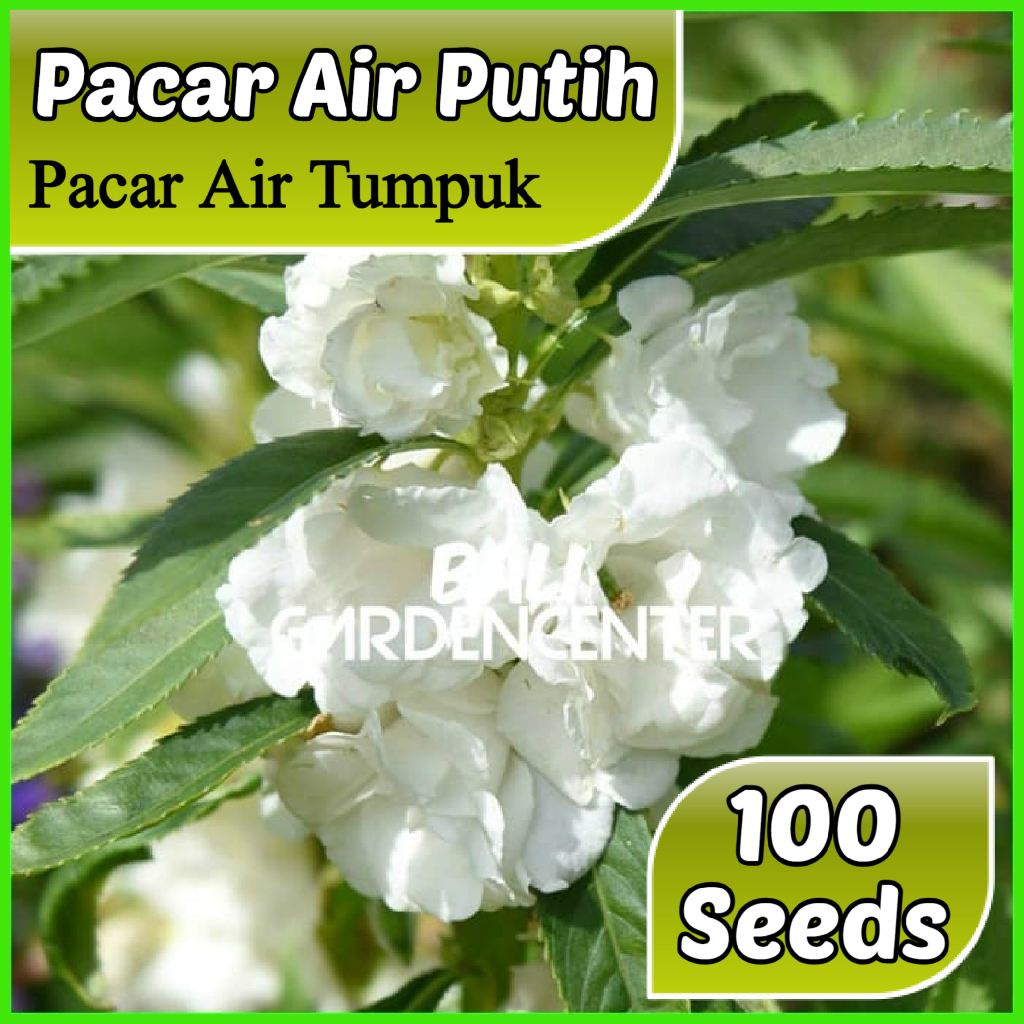 Isi 100 Benih Biji Bunga Pacar Air - Pacar Air Putih