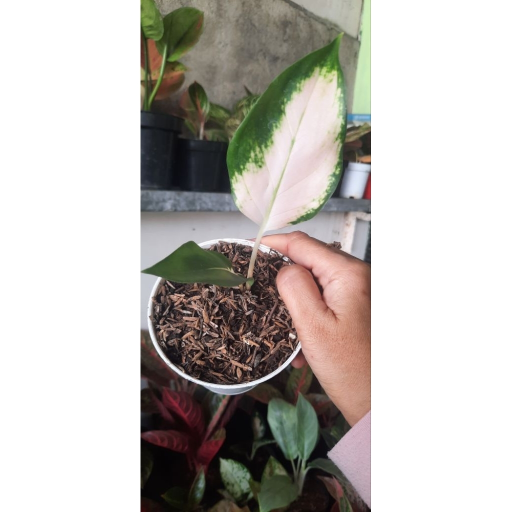 Aglonema Kochin Escada