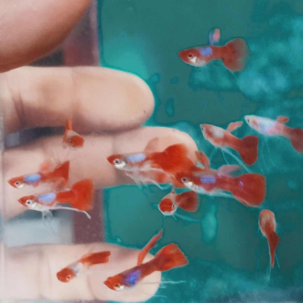 Hiasan aquarium guppy jantan prt koi ribbon riject