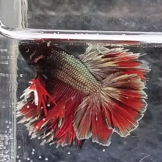 King Rosetail