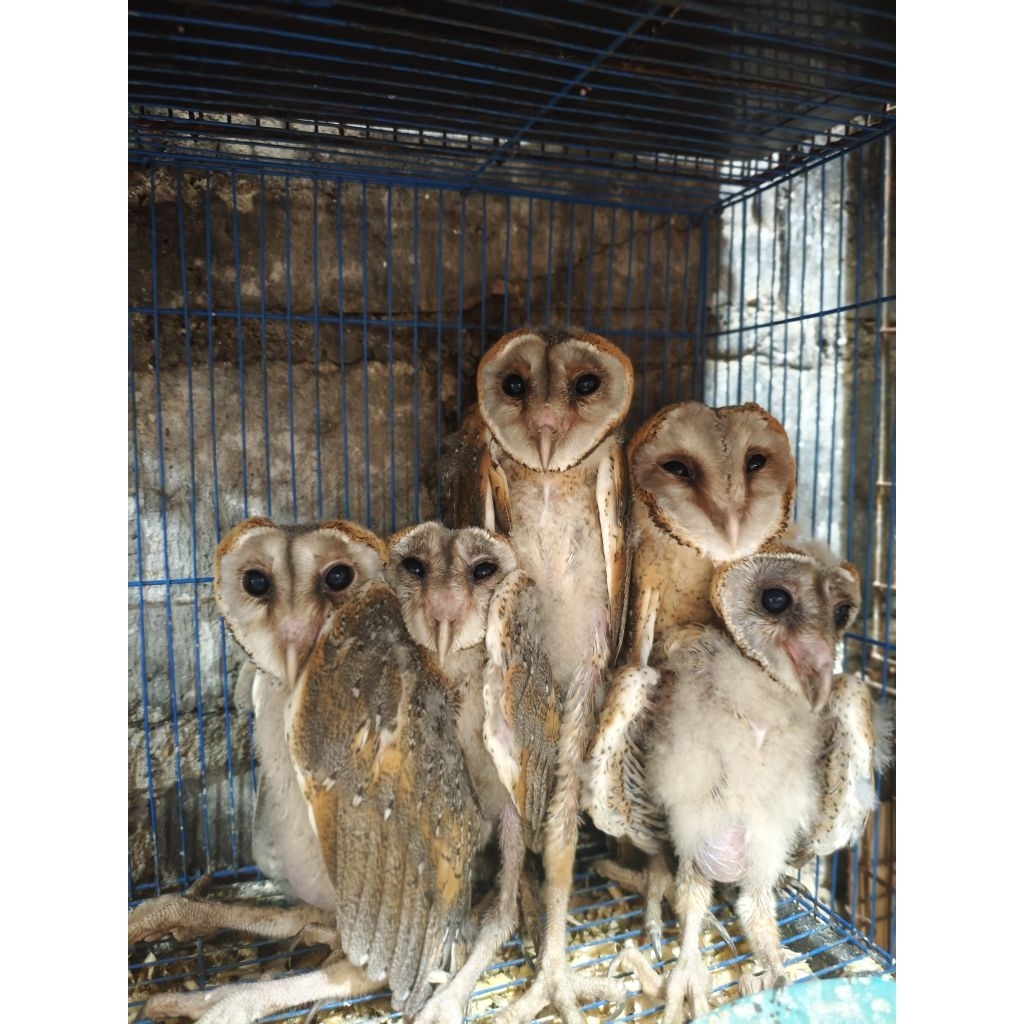 TYTO ALBA/BARN OWL/BURUNG HANTU SERAK JAWA