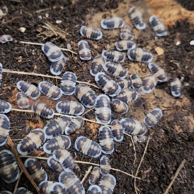 Isopod Cubaris cappuccino
