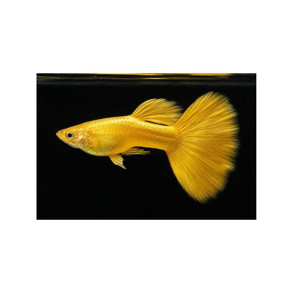 Ikan Hias Guppy Albino Full Gold - Jantan, Warna Emas Menawan, Mudah Dibudidayakan