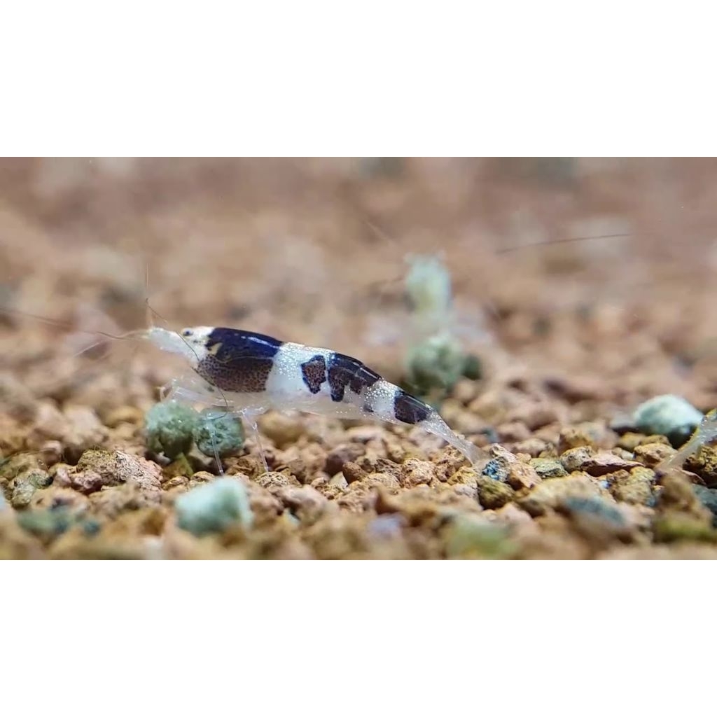 udang mambo bee aquascape