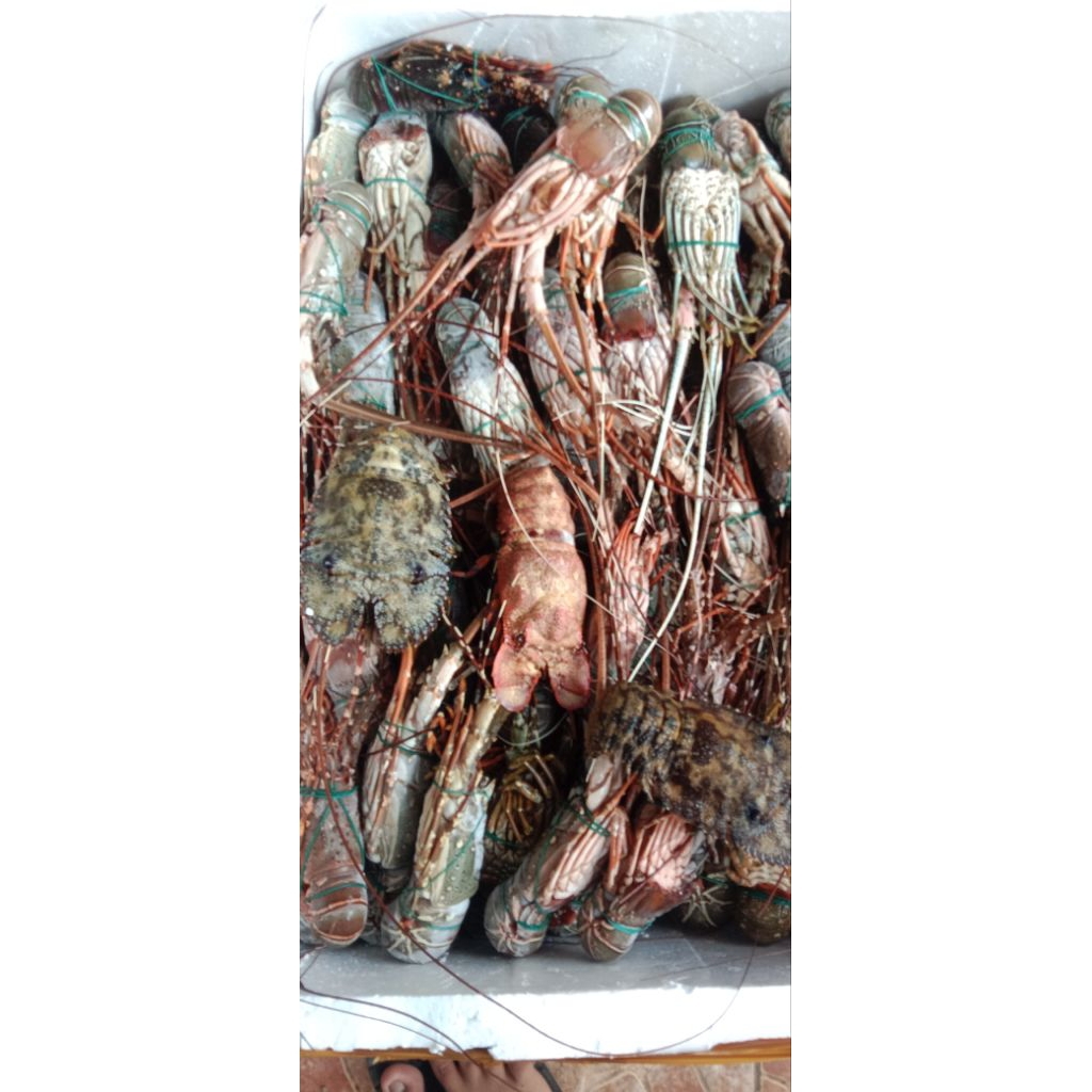 Lobster Mutiara