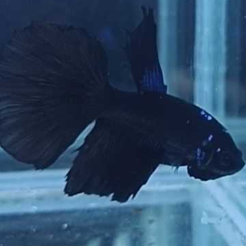 Ikan Cupang Halfmoon Black HM Jantan Dewasa Warna Hitam Premium