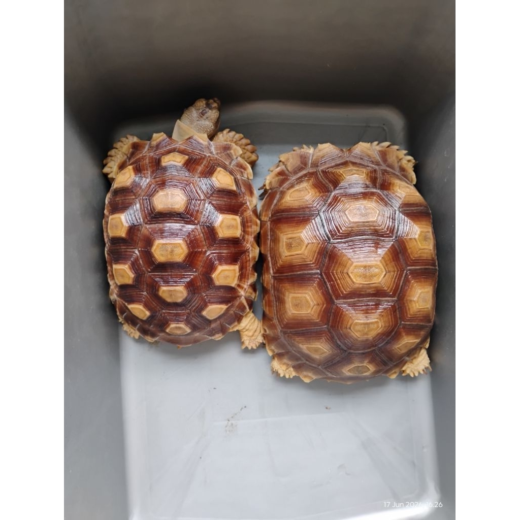 Kura darat Sulcata 11-13 cm. High dome. Ternakan lokal grade A. Sehat sortiran. Makan lahap