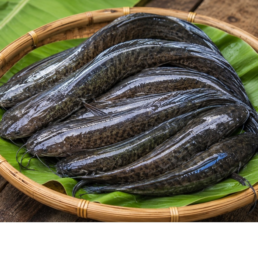 ikan air tawar segar, gabus 500g, ikan 1kg, ikan untuk sop, untuk pepes