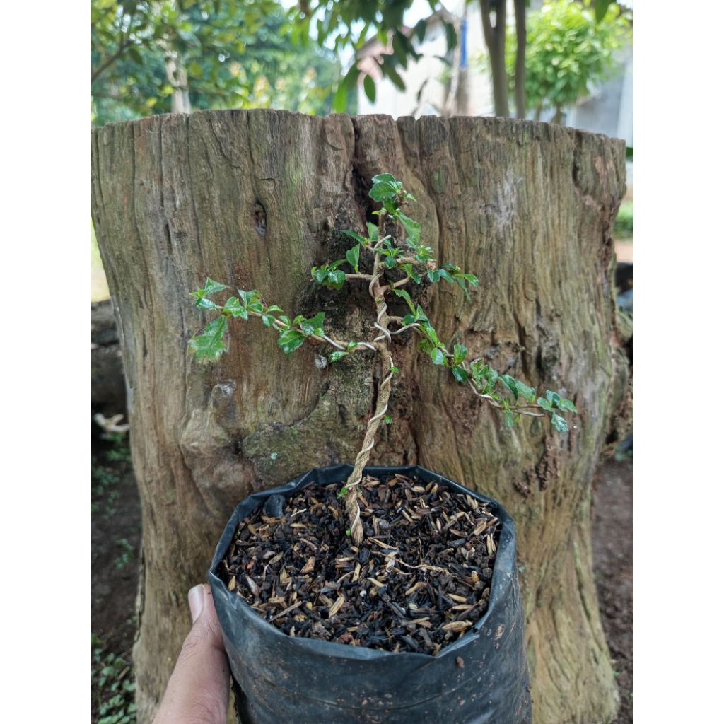 Bahan bonsai hokiantea mikro