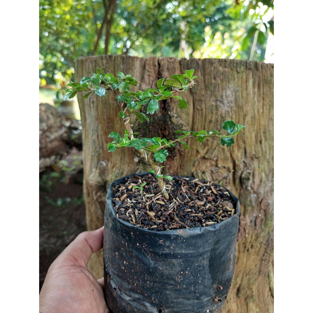 bahan bonsai hokiantea mikro