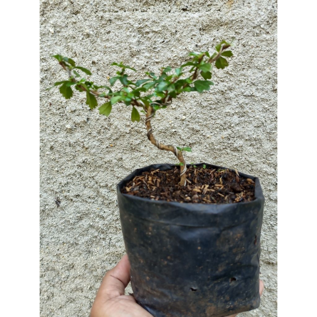 bahan bonsai hokiantea mikro