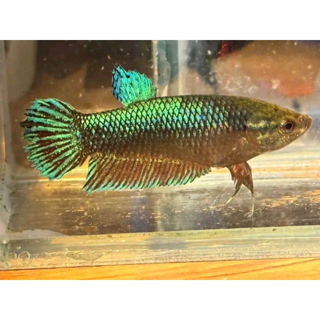 ikan cupang aduan betina MDS