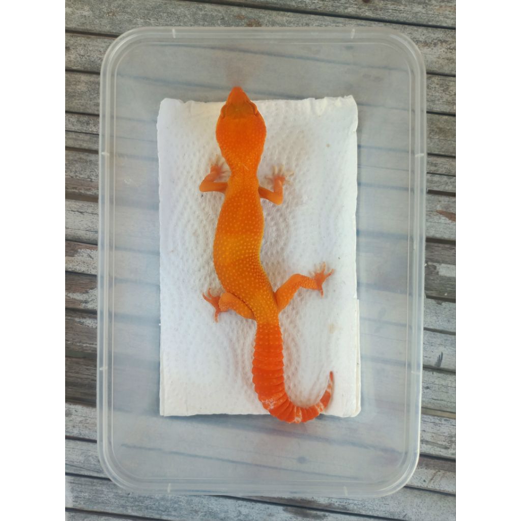 MAINAN GECKO SUNGLOW TOMATO ADULT SESUAI FOTO